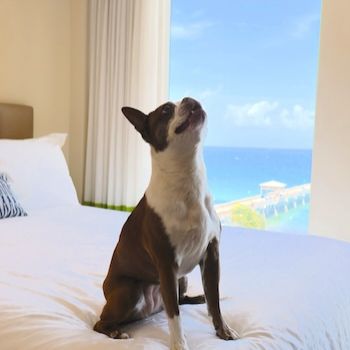 Dog in bed