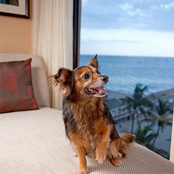 Dog on bed